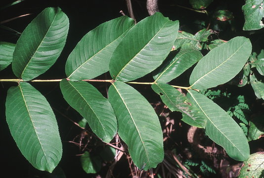 Leaves. Terminalia Alata. Family: Combretaceae. This large deciduous tree is found vastly in the deciduous forests of peninsular India. It has a strong and valuable timber.