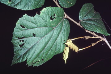 Fruuit. Helicteres Isora. Indian Screw tree. Family: Sterculiaceae. A large shrub. The fruit looks like a screw and is used in medicines. The bark is used to make ropes.