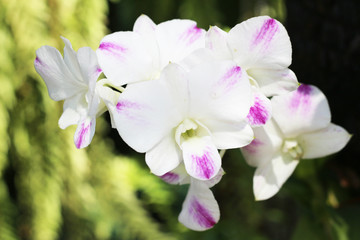 Fototapeta na wymiar Beautiful purple orchid - phalaenopsis flower