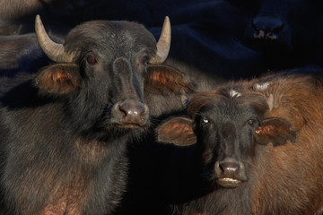 A large flock of black buffalos with large horns on a farm in Brazil.