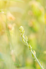 Close-up flower grass buds in a garden. Abstract blurred green nature background.