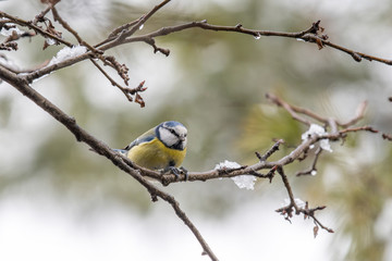 Blue tit (Cyanistes caeruleus or Parus caeruleus) Wildlife photo