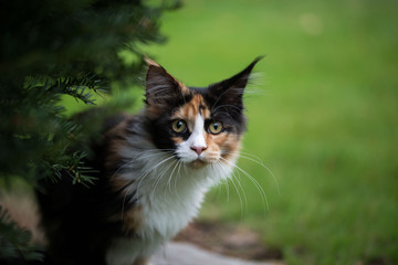 Gl&uuml;cksk&auml;tzchen