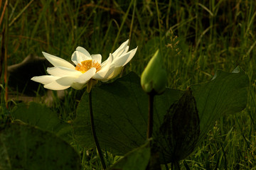 white lotus in pond ,nature garden