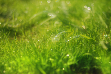 Dew on Grass
