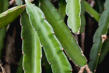 green dragon fruit tree on  climber planting   nature  background