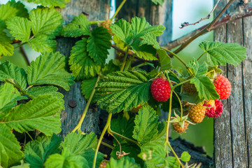 Ripe red berries garden raspberries on a Bush, on backdrop of wooden old fence