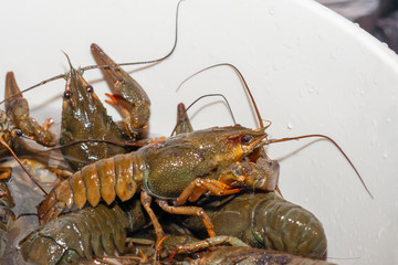 Living crayfish in water. Caught crayfish are washed in clean water. Crayfish trying to get out of the water tank