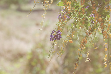 Small fresh purple flowers.