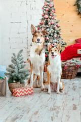 Two Dogs on Christmas background. New Year`s gifts. Christmas tree. Winter holidays