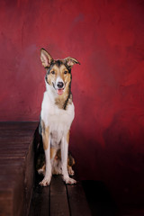  Dog on the background of burgundy wall