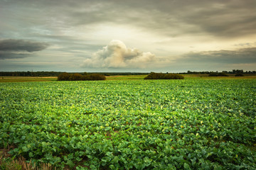Sugar beets field, clouds on the sky