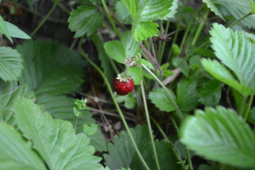 Home garden, flower bed. Useful green plant. Tasty. Strawberries. Fragaria vesca. Bushes of strawberry. Red juicy berries. Berries strawberries