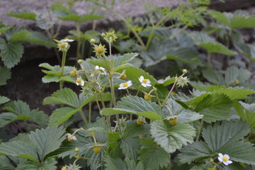 Strawberries. Fragaria vesca. Home garden, flower bed. Useful green plant. Flowers strawberries