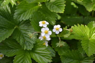 Strawberries. Fragaria vesca. Home garden, flower bed. Useful green plant. Tasty and healthy. Bushes of strawberry. Red juicy berries. Fragrant berries. Green. Flowers strawberries
