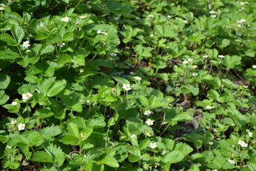 Strawberries. Fragaria vesca. Home garden, flower bed. Useful green plant. Tasty and healthy. Bushes of strawberry. Red juicy berries. Fragrant berries. Healing. Green leaves. Flowers strawberries