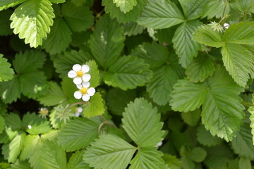 Tasty and healthy. Home garden, flower bed. Useful green plant. Strawberries. Fragaria vesca. Bushes of strawberry berries. Flowers strawberries