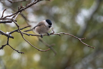 Close up of Marsh tit (Poecile palustris) Wildlife photo