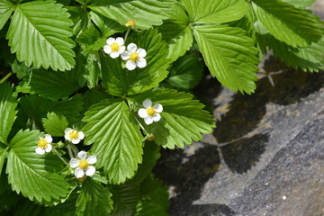 Home garden. Useful plant. Fragaria vesca. Bushes. Flowers strawberries
