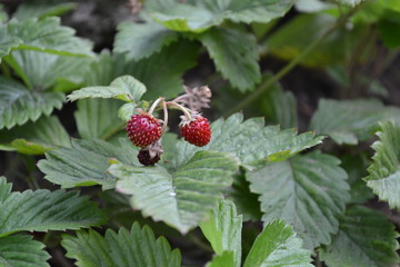 Home garden, bed. Strawberries. Fragaria vesca. Bushes of strawberry. Red juicy berries. Berries strawberries
