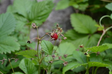 Home garden, flower bed. Useful green plant. Tasty and healthy. Strawberries. Fragaria vesca. Bushes of strawberry. Red juicy berries. Berries strawberries