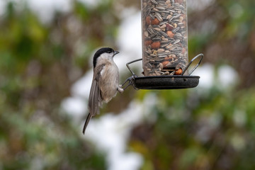Naklejka premium Close up of Marsh tit (Poecile palustris) Wildlife photo