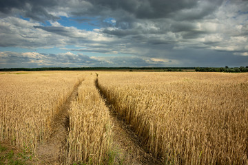 Traces of wheels in cereal, horizon and clouds on a blue sky