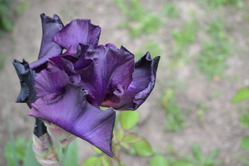 Home garden, flower bed. Iris. Perennial rhizomatous plant of the Iris family (Iridaceae). Luxurious purple flower