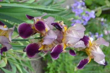 Iris. Perennial rhizomatous plant of the Iris family (Iridaceae). Beautiful summer flower. Sunny summer day. Green leaves. Luxurious purple flower. Pleasant aroma