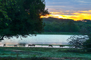 Sonnenaufgang Yala Nationalpark