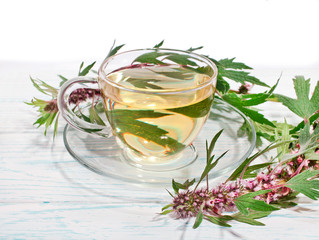 Mother wort (leonurus cardiaca) tea in a glass cup with fresh herbs on white wooden background