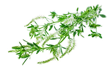 Sweet Clover (Melilotus albus) herb isolated on white background