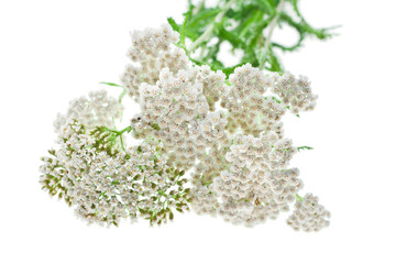 Common Yarrow (Achillea millefolium) flowering plant isolated on a white background