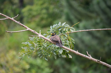 Vogel Yala Nationalpark