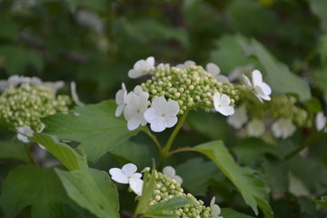 Viburnum, a genus of woody flowering plants Adoxaceae. Useful tree plant. Home garden. Medicinal fruits. White flowers