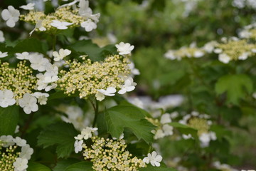 Viburnum, a genus of woody flowering plants Adoxaceae. Useful tree plant. Home garden. White flowers