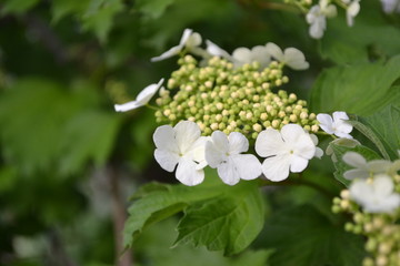 Viburnum, a genus of woody flowering plants Adoxaceae. Useful tree plant. Home garden, flower bed. Medicinal fruits. White flowers