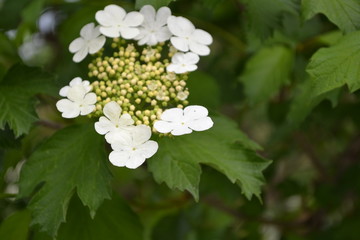 Viburnum, a genus of woody flowering plants Adoxaceae. Useful tree plant. Medicinal fruits. Home garden, flower bed. Red berries. Tea, syrup. White flowers