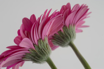 pink gerbera flower isolated on white background