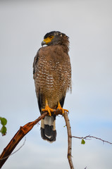 Adler Nahaufnahme Sri Lanka