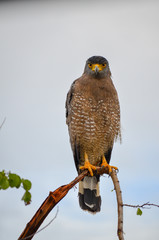 Adler Nahaufnahme Sri Lanka
