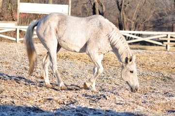 Fototapeta premium The grey horse looks for a place to lie down