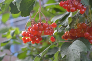 Home garden, flower bed. Viburnum, a genus of woody flowering plants Adoxaceae. Useful. Red berries