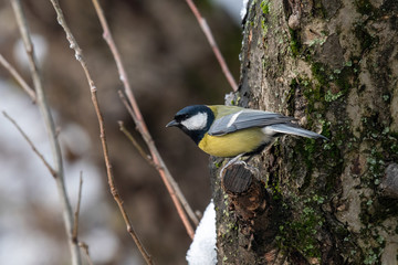 The great tit (Parus major) is a passerine bird in the tit family Paridae