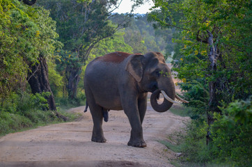 Fototapeta premium Elefant Safari Sri Lanka