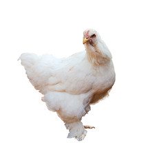 brahma chicken, isolated on white background