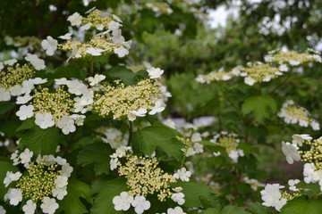 Viburnum, a genus of woody flowering plants Adoxaceae. Useful tree plant. Medicinal. Home garden. White flowers