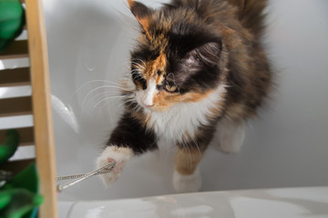 Katze spielt in der Badewanne