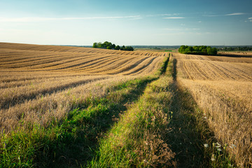 Fototapeta na wymiar Dirt road through hilly fields, horizon and sky