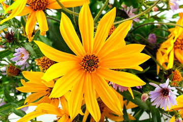 Jerusalem artichoke flower (topinambur, sunroot, sunchoke or earth apple) and Pink flowers of European Michaelmas Daisy (Aster Amellus). Background.